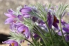 Sasanka Zwyczajna Violet Bells - Fioletowa piękna bylina Pulsatilla vulgaris 'Violet Bells 6