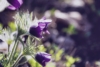 Sasanka Zwyczajna Violet Bells - Fioletowa piękna bylina Pulsatilla vulgaris 'Violet Bells 4