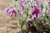 Sasanka Zwyczajna Blue Violet Shades - Niebieska Pulsatilla vulgaris 'Blue Violet Shades' 8