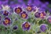 Sasanka Zwyczajna Violet Bells - Fioletowa piękna bylina Pulsatilla vulgaris 'Violet Bells 1