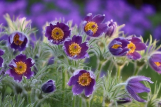 Sasanka Zwyczajna Violet Bells - Fioletowa piękna bylina Pulsatilla vulgaris 'Violet Bells 1