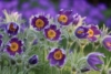 Sasanka Zwyczajna Violet Bells - Fioletowa piękna bylina Pulsatilla vulgaris 'Violet Bells 2