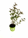 Pęcherznica kalinolistna DIABOLO - Ciemna Physocarpus opulifolius " Diabolo " 3