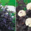 Pęcherznica kalinolistna DIABOLO - Ciemna Physocarpus opulifolius " Diabolo " 2