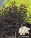 Pęcherznica kalinolistna Zdechovice - kolorowe liście (zielony, czerwony, brązowy) Physocarpus opulifolius " Zdechovice " 6
