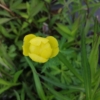 Pełnik europejski (Trollius europaeus) - Róża kłodzka Trollius europaeus 3
