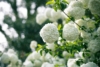 Kalina koralowa ROSEUM - białe pompony Viburnum opulus 'Roseum' 7