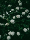 Kalina koralowa ROSEUM - białe pompony Viburnum opulus 'Roseum' 8