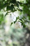 Kalina koralowa ROSEUM - białe pompony Viburnum opulus 'Roseum' 5