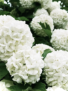 Hortensja bukietowa Magical Mont Blanc - Blade kwiaty Hydrangea paniculata ' Magical mont blanc' 3