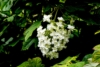 Hortensja bukietowa Magical Mont Blanc - Blade kwiaty Hydrangea paniculata ' Magical mont blanc' 4