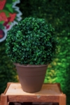Bukszpan wieczniezielony - idealny na żywopłot Buxus sempervirens C2 4
