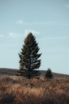 Świerk Serbski - tolerancyjna i ładna Picea omorica 2