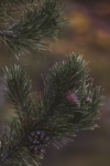 Świerk Serbski - tolerancyjna i ładna Picea omorica 3