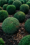 Bukszpan wieczniezielony - idealny na żywopłot Buxus sempervirens C2 11