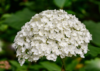 Hortensja bukietowa Magical Mont Blanc - Blade kwiaty Hydrangea paniculata ' Magical mont blanc' 5