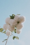 Kalina koralowa ROSEUM - białe pompony Viburnum opulus 'Roseum' 6