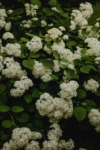 Hortensja STRONG ANNABELLE INCREDIBALL - OGROMNE kwiaty Hydrangea arborescens 'Strong Anabelle' 6