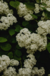 Hortensja STRONG ANNABELLE INCREDIBALL - OGROMNE kwiaty Hydrangea arborescens 'Strong Anabelle' 9