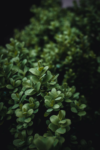 Bukszpan wieczniezielony - idealny na żywopłot Buxus sempervirens C2 5