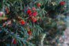 Cis HICKSII - Elegancka roślina na żywopłoty Taxus baccatta 'Hicksii' 2