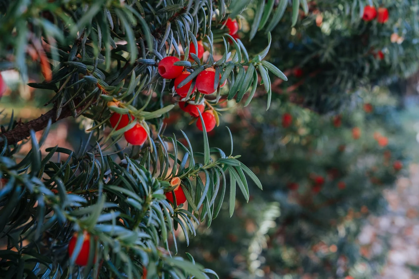 Cis HICKSII - Elegancka roślina na żywopłoty Taxus baccatta 'Hicksii' 2