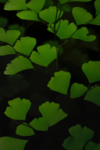 Miłorząb dwuklapowy (Ginko biloba) - Roślina Życia - p9 Ginko biloba 6