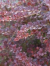 Berberys Red Rocket - na żywopłoty i rabaty Berberis Thunbergii 'Red Rocket' 5
