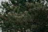 Sosna Czarna (Pinus nigra) - smukła i elegancka Pinus nigra 7