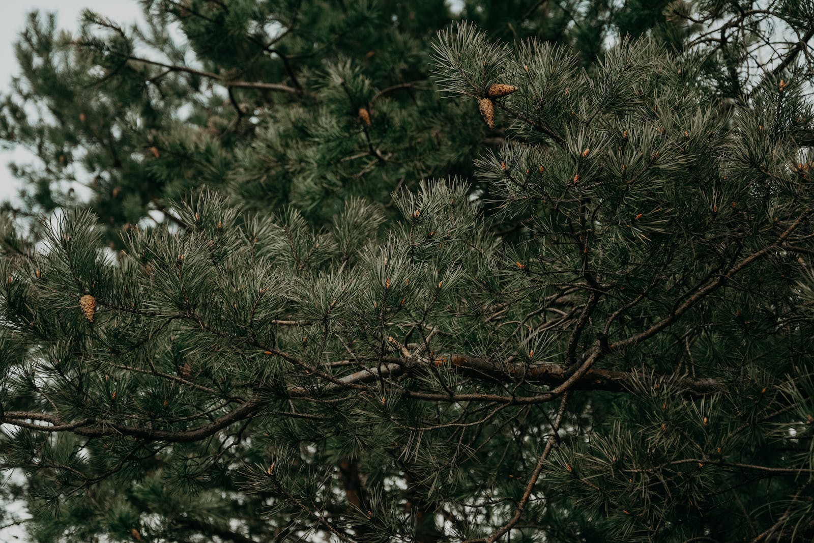 Sosna Czarna (Pinus nigra) - smukła i elegancka Pinus nigra 7