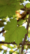 Winogron Aurora, winorośl żółte -NASZ ULUBIONY Vitis vinifera 'Aurora' 10