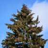 Świerk Pospolity - Mało wymagający, elegancki Picea abies 3