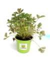 Pięciornik krwisty RED - czerwony bylinowy Potentilla fruticosa 'Red Ace' 3
