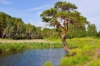 Sosna Czarna (Pinus nigra) - smukła i elegancka Pinus nigra 4