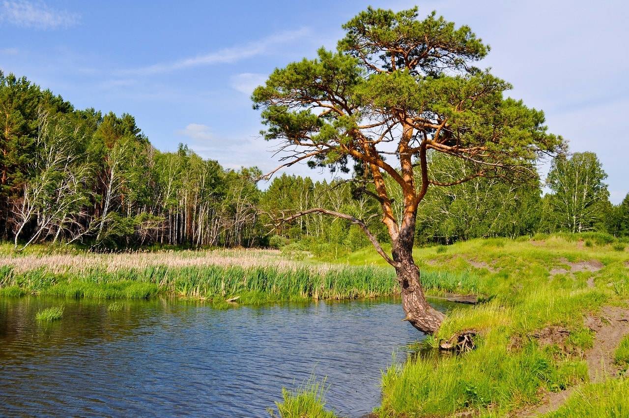 Sosna Czarna (Pinus nigra) - smukła i elegancka Pinus nigra 4