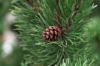 Sosna Czarna (Pinus nigra) - smukła i elegancka Pinus nigra 6