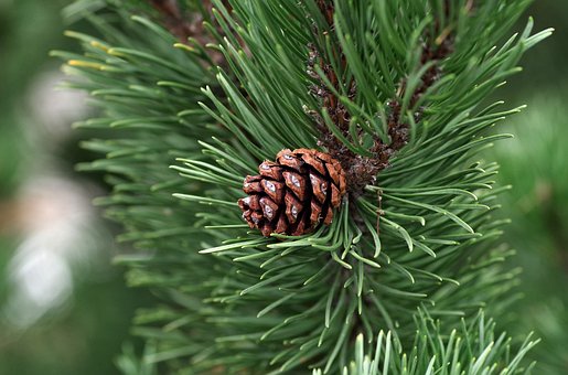 Sosna Czarna (Pinus nigra) - smukła i elegancka Pinus nigra 6