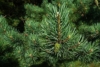 Sosna Austryjacka - Elegancka i Łatwa w uprawie Pinus Austryiaca 3