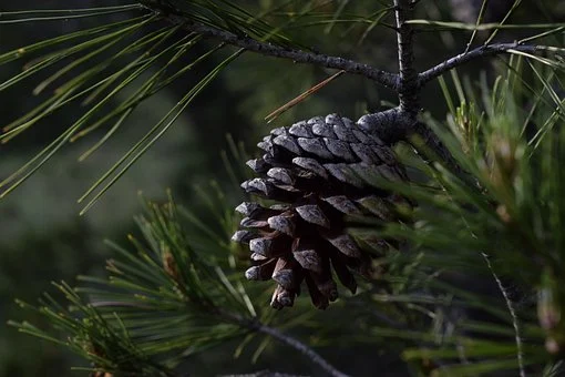 Sosna Czarna (Pinus nigra) - smukła i elegancka Pinus nigra 5