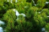 Sosna Austryjacka - Elegancka i Łatwa w uprawie Pinus Austryiaca 6