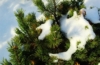 Sosna Austryjacka - Elegancka i Łatwa w uprawie Pinus Austryiaca 5