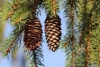Świerk Pospolity - Mało wymagający, elegancki Picea abies 4