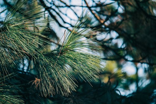 Sosna Czarna (Pinus nigra) - smukła i elegancka Pinus nigra 9