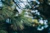 Sosna Austryjacka - Elegancka i Łatwa w uprawie Pinus Austryiaca 7