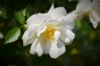 Róża pomarszczona biała - małowymagająca Rosa rugosa 'Alba' 5