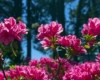 Azalia japońska Rokoko - różowa Azalea japonica 'Rokoko' 5