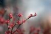 Berberys Thunberga Red Hot Chili - Czerwona Berberis Thunbergii 'Red Hot chilli' 2