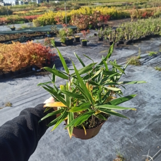 Plejoblastus Variegata - Mrozoodporny Bambus Plejoblastus Variegata 1