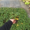 Truskawka Ananasowa ROMAN - Duże owoce Fragaria 'Roman' 2