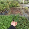 TRUSKAWKA WISZĄCA Tristan Cherry- CZERWONE DUŻE OWOCE Fragaria 'Tristan cherry' 2
